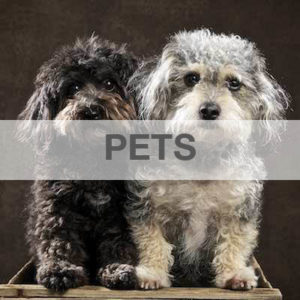Dundee Pet Photographer