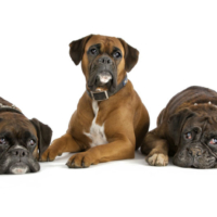DOG PHOTOGRAPHER