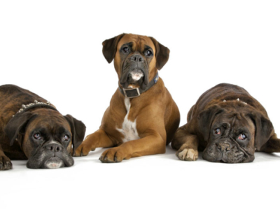 DOG PHOTOGRAPHER