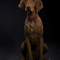 DOG PHOTOGRAPHER