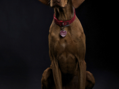 DOG PHOTOGRAPHER