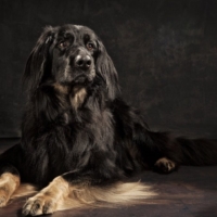 DOG PHOTOGRAPHER