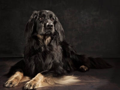 DOG PHOTOGRAPHER