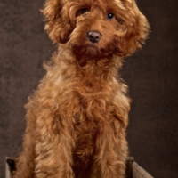 DOG PHOTOGRAPHER