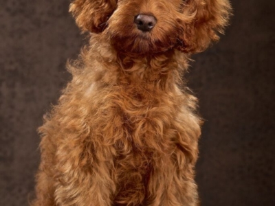 DOG PHOTOGRAPHER