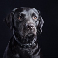 DOG PHOTOGRAPHER
