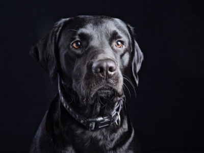 DOG PHOTOGRAPHER