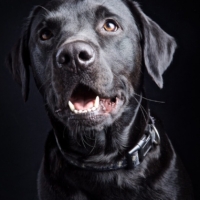 DOG PHOTOGRAPHER