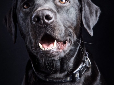 DOG PHOTOGRAPHER