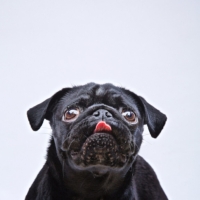 DOG PHOTOGRAPHER
