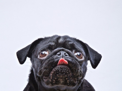 DOG PHOTOGRAPHER