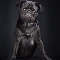 DOG PHOTOGRAPHER