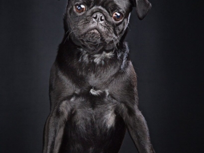 DOG PHOTOGRAPHER