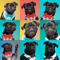 DOG PHOTOGRAPHER