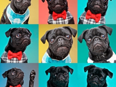 DOG PHOTOGRAPHER