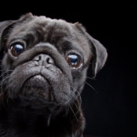 DOG PHOTOGRAPHER