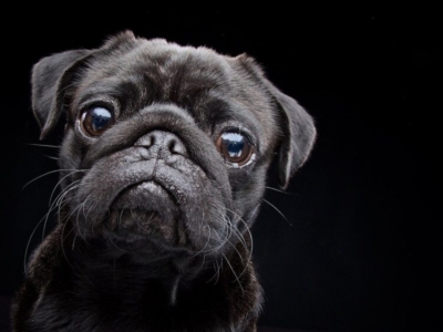 DOG PHOTOGRAPHER