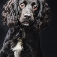 DOG PHOTOGRAPHER