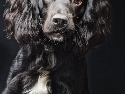 DOG PHOTOGRAPHER