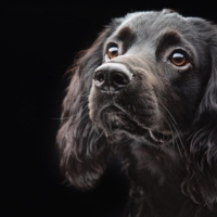 DOG PHOTOGRAPHER