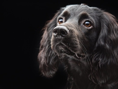 DOG PHOTOGRAPHER