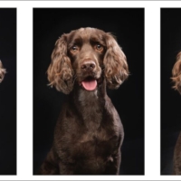 DOG PHOTOGRAPHER