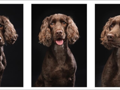 DOG PHOTOGRAPHER