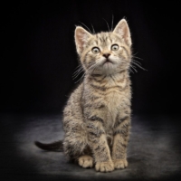 CAT PHOTOGRAPHER