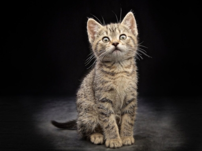 CAT PHOTOGRAPHER