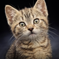 CAT PHOTOGRAPHER