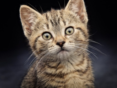 CAT PHOTOGRAPHER