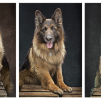 DOG PHOTOGRAPHER