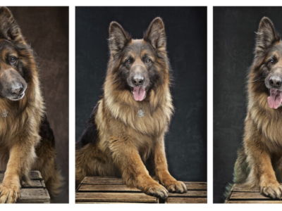 DOG PHOTOGRAPHER