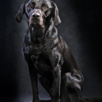 DOG PHOTOGRAPHER