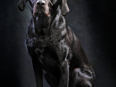 DOG PHOTOGRAPHER