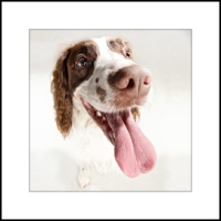 DOG PHOTOGRAPHER