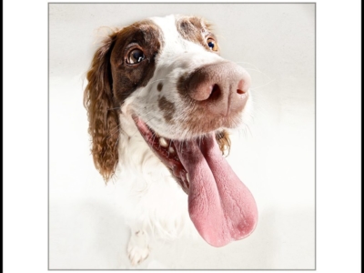 DOG PHOTOGRAPHER
