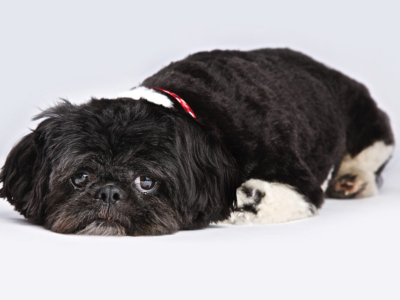 DOG PHOTOGRAPHER