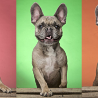 DOG PHOTOGRAPHER