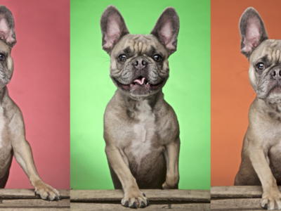DOG PHOTOGRAPHER