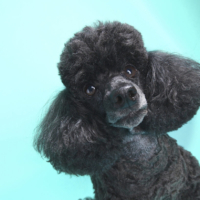 DOG PHOTOGRAPHER