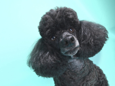 DOG PHOTOGRAPHER