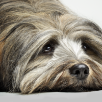 DOG PHOTOGRAPHER
