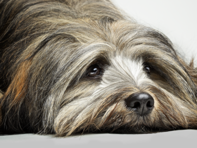 DOG PHOTOGRAPHER
